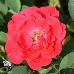 Роза канадская парковая Николас (кустовая роза)