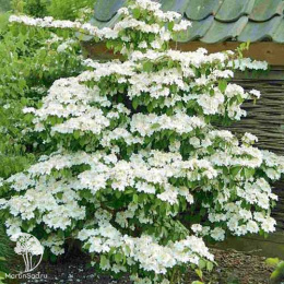 Калина складчатая Килиманджаро