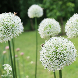 Лук (Аллиум) Поливерт