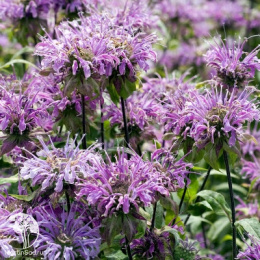 Монарда Махровая сказка