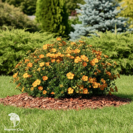 Лапчатка кустарниковая Белла Сол