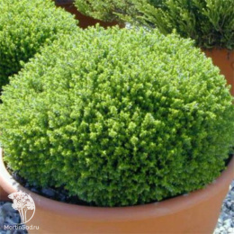 Хебе Грин Глоб