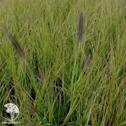 Пеннисетум лисохвостный Нэшнл Арборетум