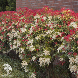 Пиерис японский Маунтин фаер