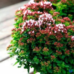 Душица обыкновенная Диабло