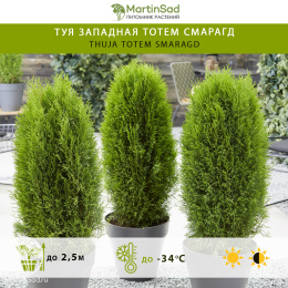 Туя западная Тотем Смарагд