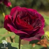 Роза чайно-гибридная Олд Ромео фото 1 