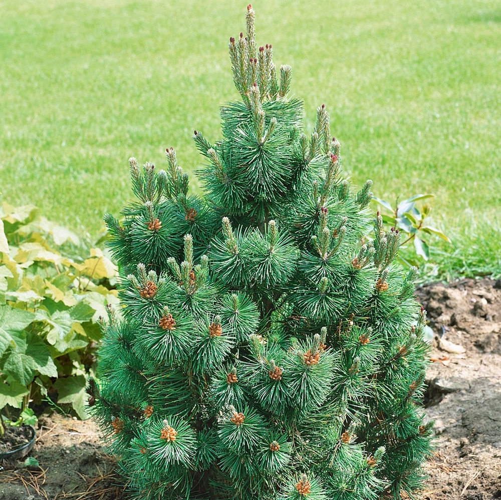 Сосна Горная Pinus mugo '