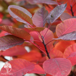 Скумпия кожевенная Грейс на штамбе