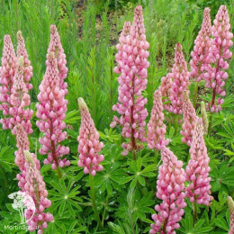 Люпин Галерея розовый