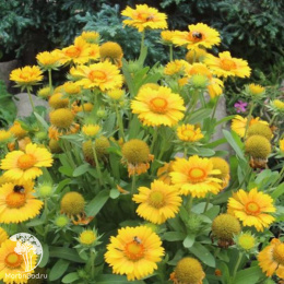 Гайлардия крупноцветковая Меса Еллоу