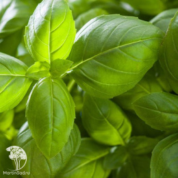 Базилик Аромат Лимона (для чая)