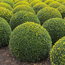 Фото Buxus sempervirens Herrenhausen Самшит вечнозелёный Херренхаузен