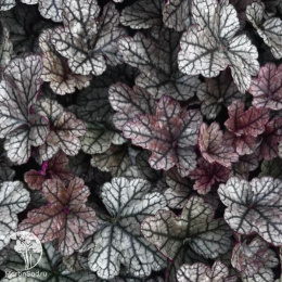 Гейхера Шуга Фростинг