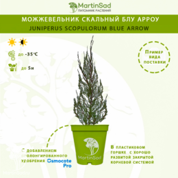 Можжевельник Скальный Блу Арроу