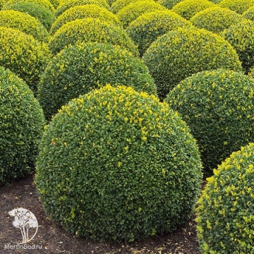 Фото Buxus sempervirens Herrenhausen Самшит вечнозелёный Херренхаузен