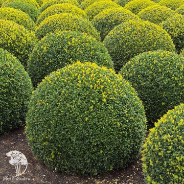 Фото Buxus sempervirens Herrenhausen Самшит вечнозелёный Херренхаузен