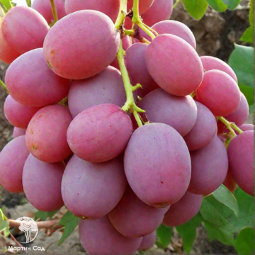 Фото Виноград Хамелеон