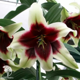 Лилия Куси Мая