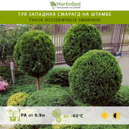 Туя западная Смарагд на штамбе