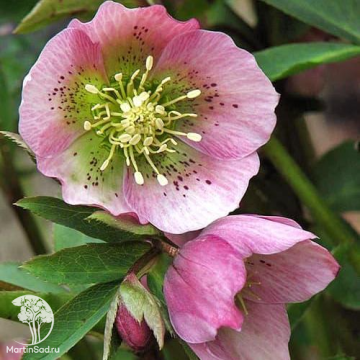 Фото Морозник восточный Притти Эллен Пинк