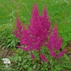 Astilbe Elisabeth van Veen Астильба японская Элизабет Ван Вин фото 1 