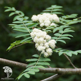 Рябина обыкновенная Россика Майор