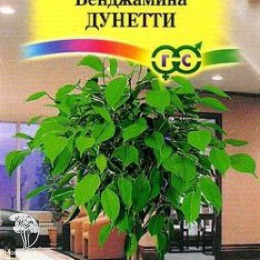 Фикус Бенджамина Дунетти