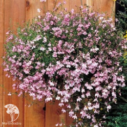 Лобелия плетистая Лиловый фонтан