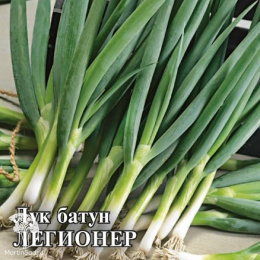 Лук батун Легионер