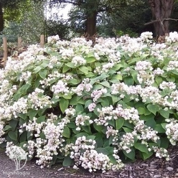 Гортензия покрывальцевая Ераку Тама
