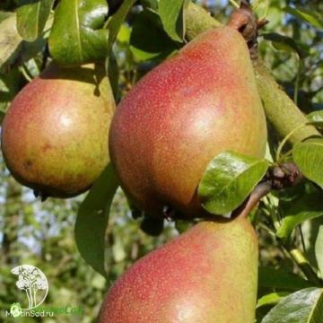 Фото Груша обыкновенная Бон Луис д'Авранш на штамбе