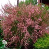Ракитник ранний Бурквуди фото 4 