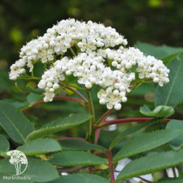 Рябина северная нарядная