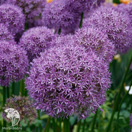 Лук декоративный Глоубмастер