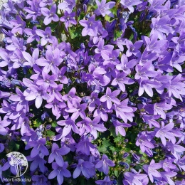 Campanula Portenschlagiana Blue Magic Колокольчик Портеншлага Блю Меджик