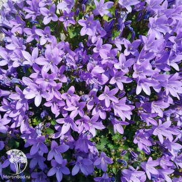 Фото Campanula Portenschlagiana Blue Magic Колокольчик Портеншлага Блю Меджик