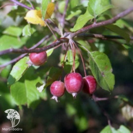  Яблоня Недзвецкого