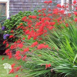 Крокосмия Люцифер