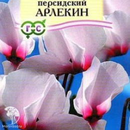 Цикламен Арлекин персидский
