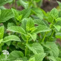 Мелисса лекарственная Лимонный бальзам ---  ® Прян.