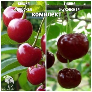 Фото Сверхвыгодный комплект! Вишня Любская + опылитель Вишня Жуковская (дюк)