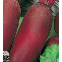 Свекла Казачка