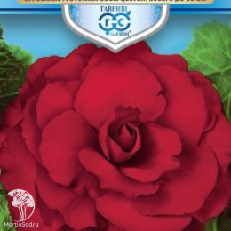 Бегония Вишневый фонтан F1 клубн. серия Русский богатырь