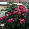 Роза чайно-гибридная Аскот фото 4 