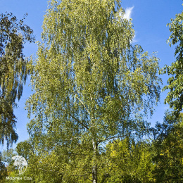 Берёза