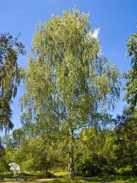 Фото Берёза