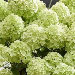 Гортензия метельчатая Петит Черри