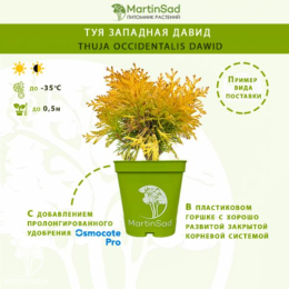 Туя западная Давид