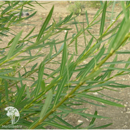 Ива пурпурная Хоуки